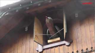 Weltgrößte Kuckucksuhr Schwarzwald  Worlds Biggest Cuckoo Clock near Triberg Black forest [upl. by Neetsirhc]