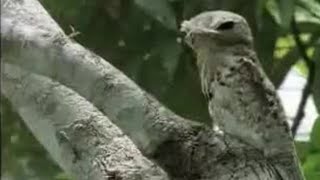 Amazing Potoo Bird Tree Camouflage  David Attenborough  BBC Studios [upl. by Nyberg]