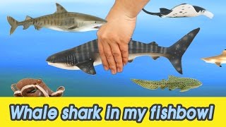 EN 53 Lets raise Whale shark in my fishbowl kids education Animals animationㅣCoCosToy [upl. by Eissert656]