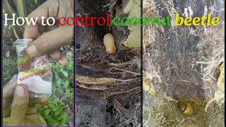 How to control coconut beetle using nathalene balls [upl. by Newsom611]