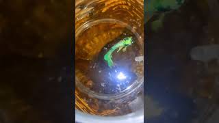 How to condition the betta Breeding Pairlive feedmoina bettabreeding bettabreedingpair shorts [upl. by Ailed]