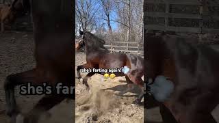 Horse Rolls And Then Farts Twice🤣Funny Horse Farts shorts [upl. by Marjana412]