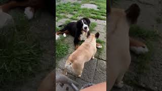 Adorable Bernese Mountain Dog Puppy amp French Bulldog Playtime  Cutest Dog Duo Ever BMD French [upl. by Jehius462]