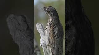 Amazing Bird Potoo [upl. by Lemuel158]