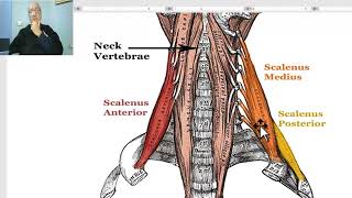 Anatomy of head and neck module in Arabic 67 Scalene muscles part 1  Dr Wahdan [upl. by Jessamine]