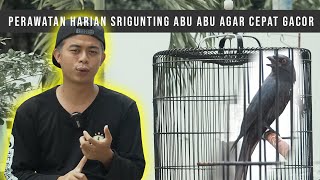 SRIGUNTING ABU  PERAWATAN HARIAN AGAR CEPAT GACOR [upl. by Kaya]