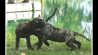 Presa Canario Puppies Socializing Comparison  Bearclaw Kennels [upl. by Clerc80]