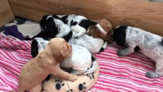 3 week old cocker spaniel puppies making a lot of noise [upl. by Enitsyrk]