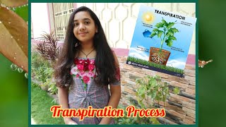 Transpiration in Plants  Class 6  Science Experiment [upl. by Sathrum887]