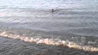 Miniature Poodle Swimming amp Fetching in Lake Ontario [upl. by Siurad795]