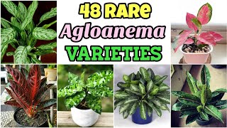 Top 70 Aglaonema Varieties  Best Chinese Evergreen Types [upl. by Avelin]