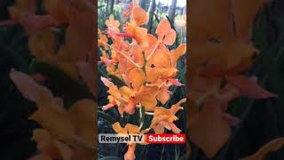 Vanda Hybrids Most Beautiful orchids flowerOrchid care Orchid For Beginners [upl. by Ardnohsed68]