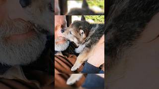 Esta persona rescató una cría de lobo ayudaanimal rescateanimal buencorazon [upl. by Ellehcirt]