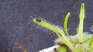 Drosera Capensis alba  planta carnívora timelapse [upl. by Ynej]