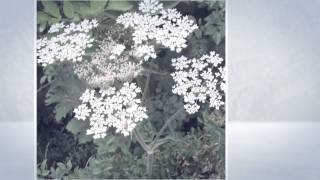 Борщевик сибирский Heracleum sibiricum [upl. by Neit]