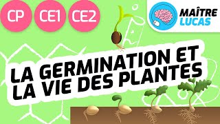 La germination et la vie des plantes CP  CE1  CE2  Cycle 2  Cycle 3  Questionner le monde [upl. by Yroger]