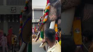 Pattambi Nercha 2024  പട്ടാമ്പി നേർച്ച 2024 festival elephant pattambinercha [upl. by Akeret]