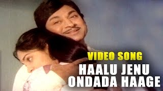 Haalu Jenu Ondada Haage Video Song  Haalu Jenu  ಹಾಲು ಜೇನು  Rajkumar  TVNXT Kannada Music [upl. by Denten]