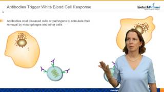 Monoclonal Antibody Structure and Function [upl. by Nageet]