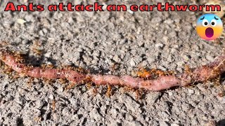 Big headed ants attacking a live earthworm [upl. by Ellsworth6]