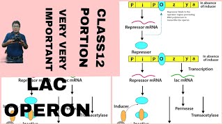 LAC OPERON GENE REGULATIONS BIOLOGY CLASS 12 FOR BOARD NEETAB ALL IS WELL [upl. by Lissak]