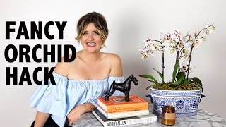 Orchid Hack  House Plant Help [upl. by Stieglitz]