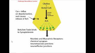 Mechanism of Botulinum Toxin Botox Tutorial [upl. by Akineg969]