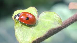 Adalia bipunctata ladybug [upl. by Earesed]