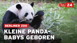 Zoo Berlin freut sich über PandaNachwuchs [upl. by Kanal370]