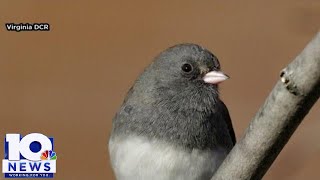 Great Backyard Bird Count starts Friday Feb 17 [upl. by Ttegirb]