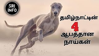 தமிழ்நாட்டின் 4 ஆபத்தான நாய்கள் Tamil Nadu top 4 dangerous dog  sri info [upl. by Baxy]