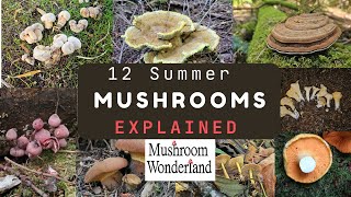 12 Summer Mushrooms Explained August Wild Mushrooms [upl. by Aynna215]