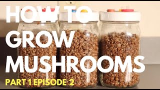 How To Prepare Rye Spawn Jars  How To Grow Mushrooms  Part 1 [upl. by Haakon548]