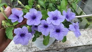 Ruellia Flower Grow Ruellia Plant Ruellia Tuberosa  Mexican Petunia [upl. by Annekahs785]