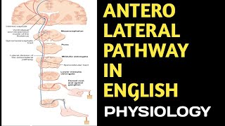 Anterolateral Pathway in English anterolateralpathway spinothalamictractscns DoctorsCorner [upl. by Panter]