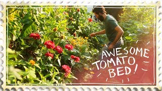 The Most Beautiful Tomato Bed Ever  Companion Planting [upl. by Lemak]