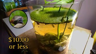 How to Build 10 Snail Aquarium [upl. by Furnary812]