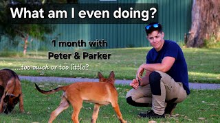 Episode 2 The first month with puppies Vets Lifestyle amp Training [upl. by Fogel]