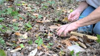 Ginseng Seed Planting Using My Natural Occurrence Method in the Woodland [upl. by Gerianne593]