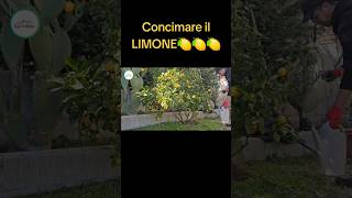 Come Concimare i limoni [upl. by Jenesia233]