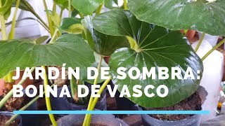 Para jardín de sombra BOINA DE VASCO Farfugium japonicum ☘ [upl. by Ecineg]