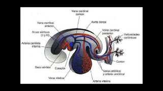 Desarrollo embrionario del sistema venoso [upl. by Ahsikyw]