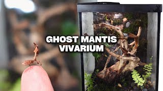 How to Create an Epic Bioactive Ghost Mantis Terrarium DIY MOSSY ROCK WALL VIVARIUM EASY [upl. by Adeuga]