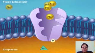 Bomba de Sódio e Potássio [upl. by Lierbag]