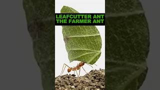 Leafcutter Ant  The Farmer Antshorts [upl. by Mariele]