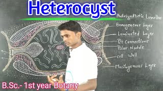 Lc12Heterocyst  Cyanobacteria BSc 1st year Botany  by Prahalad sir [upl. by Annoek]