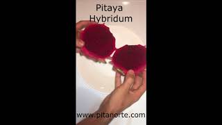 Pitaya Hybridum [upl. by Ponton]