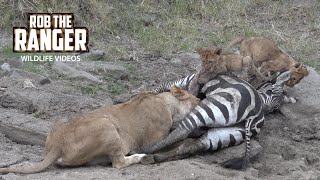 Lioness And Cubs With A Zebra Meal  Maasai Mara Safari  Zebra Plains [upl. by Hedelman596]