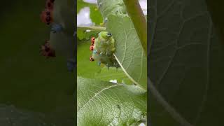 Cecropia moth caterpillar eating a leaf [upl. by Dnaltroc]