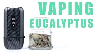 You Can Vape What  Vaping Eucalyptus with the Ascent Vaporizer [upl. by Cirri]